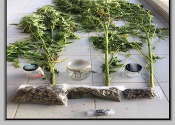 Τρικαλινός συνελήφθη με δενδρύλλια κάνναβης στο σπίτι του